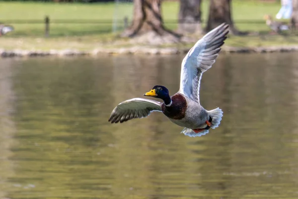 Mallard Anas Platyrhynchos Dabbling Duck Here Flying Air Lake Munich — Stock Photo, Image