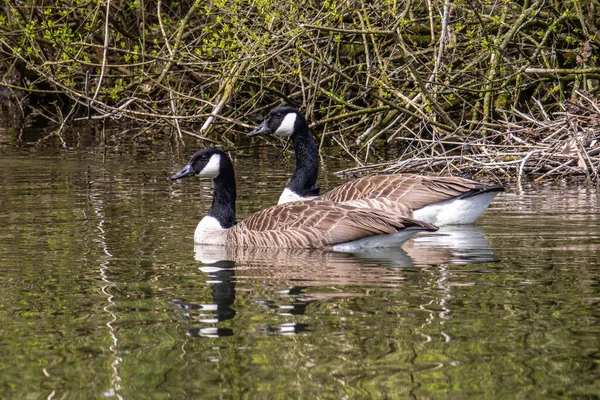 The Canada Goose, Branta canadensis at a Lake near Munich in Germany. It is a goose with a black head and neck, white patches on the face, and a brownish-gray body.