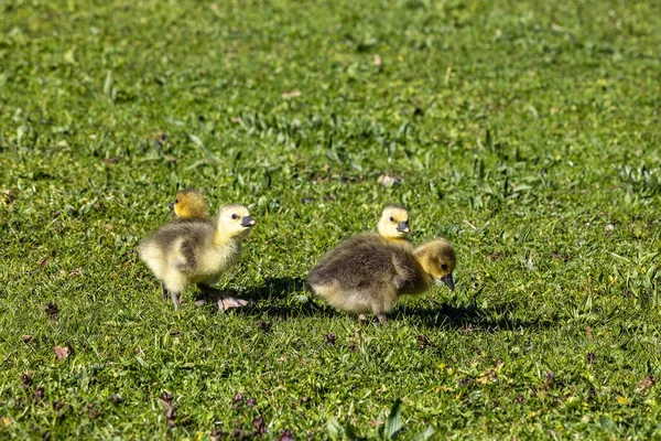 Close Beautiful Yellow Fluffy Greylag Goose Baby Gosling Spring Anser — Fotografia de Stock