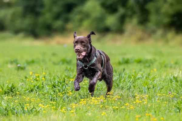 Labrador Retriever Canis Lupus Familiaris Een Grasveld Gezonde Chocolade Bruine — Stockfoto