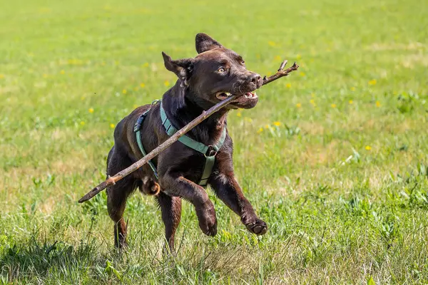 Labrador Retriever, Canis lupus familiaris çim tarlasında. Sağlıklı çikolata rengi labrador retriever Almanya 'da Donauwoerth, Bavyera' da eğleniyor.