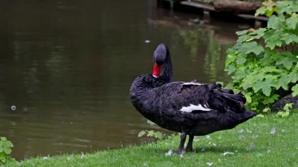 Der Schwarze Schwan Cygnus Atratus Ist Ein Großer Wasservogel Eine — Stockvideo