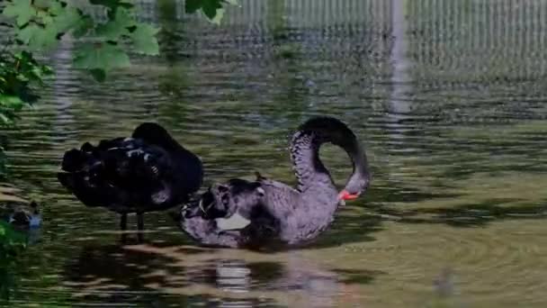 Black Swan Cygnus Atratus Large Waterbird Species Swan Which Breeds — Stock Video