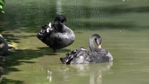 Black Swan Cygnus Atratus Large Waterbird Species Swan Which Breeds — Stock Video