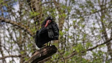 Kuzey Kel aynak, inzivaya çekilmiş aynak veya waldrapp lat.Geronticus eremita, kısır, yarı çöl veya kayalık yaşam alanlarında genellikle akan sulara yakın yerlerde bulunan bir göçmen kuşdur..