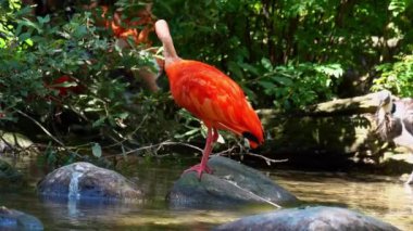 Kızıl aynak, Eudocimus ruber, Threskiornithidae familyasından bir kuş, kabuklu deniz ürünlerinin kırmızımsı renklerine hayran kalmıştır.