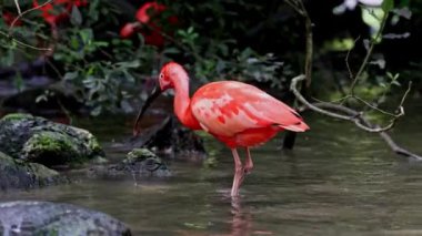 Kızıl aynak, Eudocimus ruber, Threskiornithidae familyasından bir kuş, kabuklu deniz ürünlerinin kırmızımsı renklerine hayran kalmıştır.
