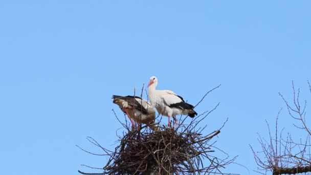 白コウノトリ White Stork ヨーロッパのバイエルン州オエッティンゲンに生息する小さな赤ちゃんを持つチコニア チコニア チコニアはコウノトリ科の鳥チコニア科の鳥です — ストック動画