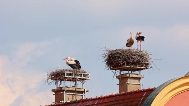 White Stork Ciconia Ciconia Med Små Barn Boet Oettingen Schwaben — Stockvideo
