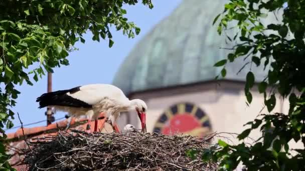 Beyaz Leylek Ağustos Böceği Avrupa Oettingen Swabia Bavyera Almanya Yuvada — Stok video
