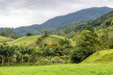 Pomerode, Santa Catarina, Brezilya 'daki Alman göçmenlerin kırsal kesimlerinde yeşil tarlalar ve çayırlar