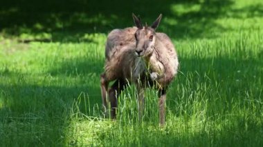 Apennine Chamois, Rupicapra pyrenaica ornata, İtalya 'daki Abruzzo-Lazio-Molise Ulusal Parkı ve İspanya' daki Pireneler 'de yaşamaktadır.