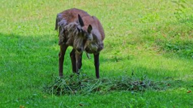 Apennine Chamois, Rupicapra pyrenaica ornata, İtalya 'daki Abruzzo-Lazio-Molise Ulusal Parkı ve İspanya' daki Pireneler 'de yaşamaktadır.