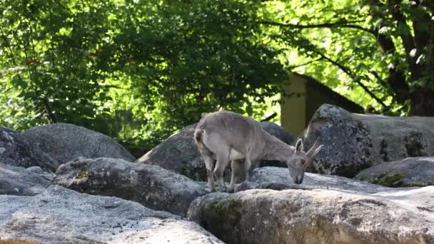 德国公园的一座岩石上坐着一座雄性山 Ibex Capra — 图库视频影像