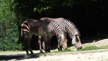 Hartmann dağ zebrası Equus zebra hartmannae, Angola 'nın güneybatısında ve Namibya' nın batısında bulunan bir dağ zebrası alt türüdür..