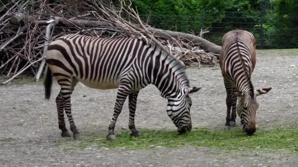 Zebra Górska Hartmanna Equus Zebra Hartmannae Jest Podgatunkiem Górskiej Zebry — Wideo stockowe