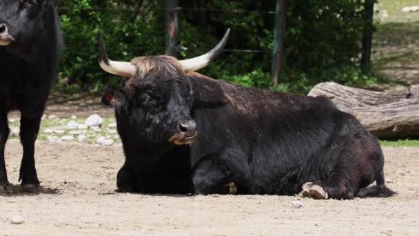 Heckboskap Bos Primigeniala Taurus Påstod Sig Likna Utdöda Aurokerna Husdjur — Stockvideo