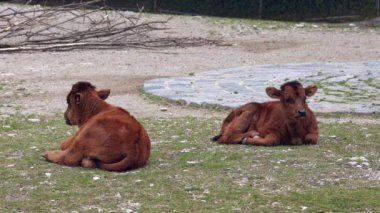 Yavru Aurochs, Heck sığırları, Bos primigenius Taurus, soyu tükenmiş yaban öküzlerine benzediğini iddia etti. Evcil dağlık sığırlar