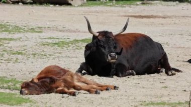 Yavru Aurochs, Heck sığırları, Bos primigenius Taurus, soyu tükenmiş yaban öküzlerine benzediğini iddia etti. Evcil dağlık sığırlar