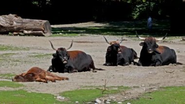 Yavru Aurochs, Heck sığırları, Bos primigenius Taurus, soyu tükenmiş yaban öküzlerine benzediğini iddia etti. Evcil dağlık sığırlar