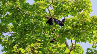 Siyah kafalı örümcek maymun, Ateles fusciceps bir örümcek maymun türüdür, yeni dünya maymun türü, orta ve Güney Amerika 'dan.