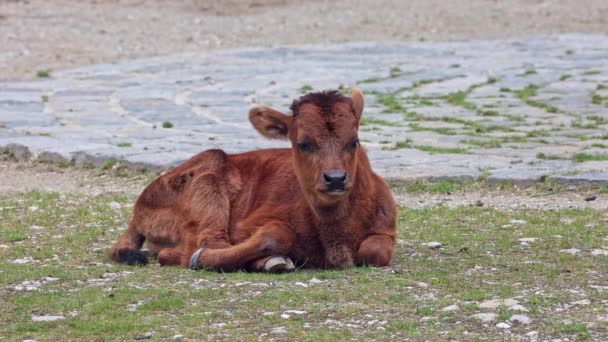 幼小的奥罗奇牛 Bos Primigenius Taurus 声称与灭绝的奥罗奇牛相似 国内高地牛 — 图库视频影像