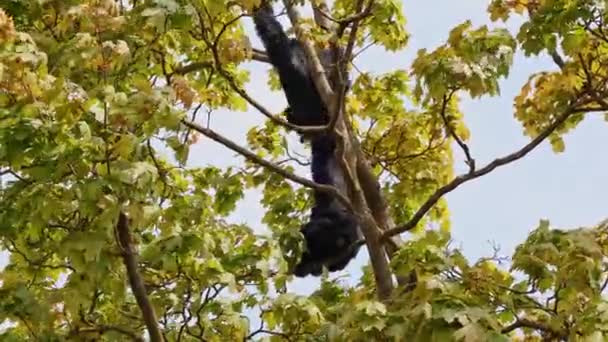 Scimmia Ragno Dalla Testa Nera Ateles Fusciceps Una Specie Scimmia — Video Stock