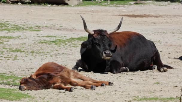 Aurochs Del Bambino Bestiame Del Heck Bos Primigenius Taurus Affermato — Video Stock