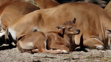 Banteng ailesi, Bos javanicus veya Red Bull. Vahşi bir sığır türüdür ama sığır ve bizondan farklı kilit özellikler vardır: hem erkek hem de dişilerde beyaz bir şerit..
