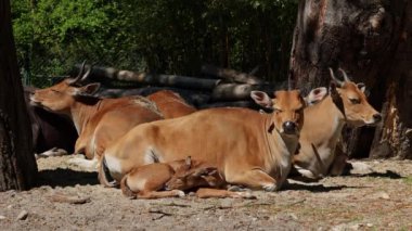 Banteng ailesi, Bos javanicus veya Red Bull. Vahşi bir sığır türüdür ama sığır ve bizondan farklı kilit özellikler vardır: hem erkek hem de dişilerde beyaz bir şerit..