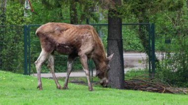 Geyik ya da geyik, Alces Alces geyik familyasındaki en büyük türdür. Geyikler, erkeklerin geniş, düz ya da palmat boynuzlarıyla ayırt edilir..