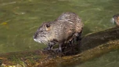 Coypu, Myocastor coypus, nehir faresi ya da nutria olarak da bilinir, büyük, otobur, yarı su kemirgeni ve Myocastoridae familyasının tek üyesidir..