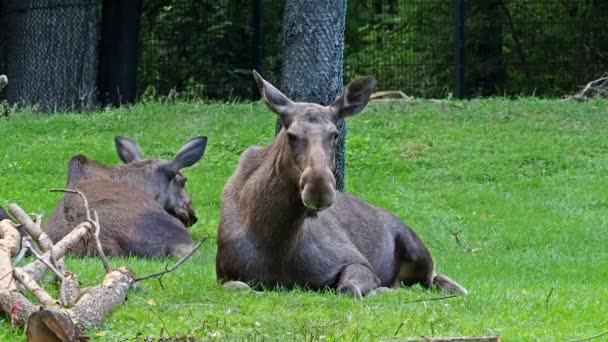 Moose Elk Alces Alces Largest Extant Species Deer Family Moose — Stock Video