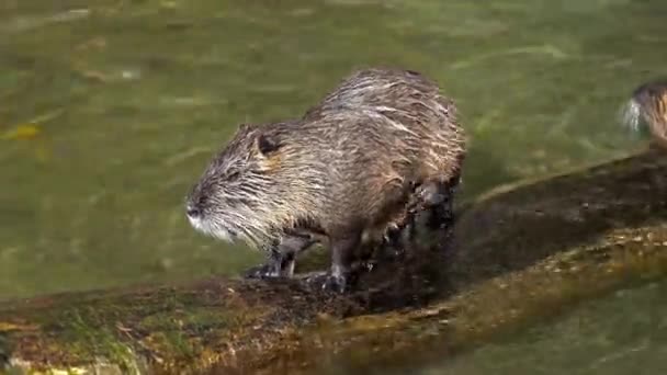 Coypu Myocastor Coypus Also Known River Rat Nutria Large Herbivorous — Stock Video