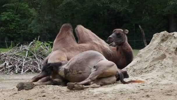 Bactriaanse Kamelen Camelus Bactrianus Een Grote Egale Ungulate Inheems Steppen — Stockvideo