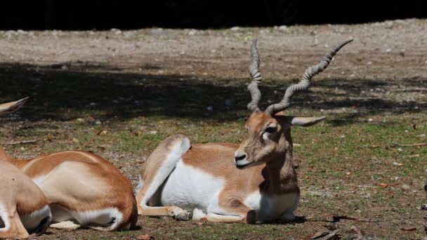 Indyjski Blackbuck Antelope Cervicapra Lub Indyjska Antylopa Zamieszkuje Trawiaste Równiny — Wideo stockowe