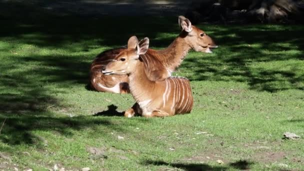 Der Indische Schwarzbock Antilope Cervicapra Oder Indische Antilope Bewohnt Grasbewachsene — Stockvideo