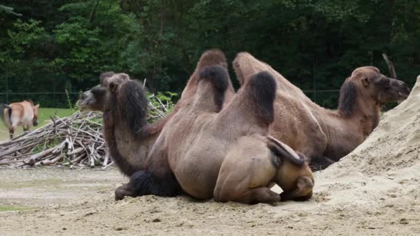 Bactrian Tevék Camelus Bactrianus Egy Nagy Egyenletes Lábujjú Patás Őshonos — Stock videók