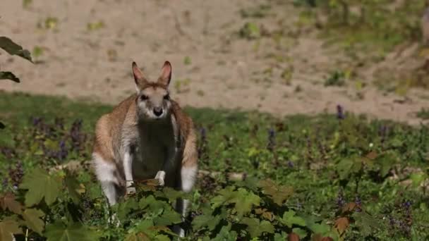 Macropus Agilis Também Conhecido Como Wallaby Arenoso Uma Espécie Wallaby — Vídeo de Stock