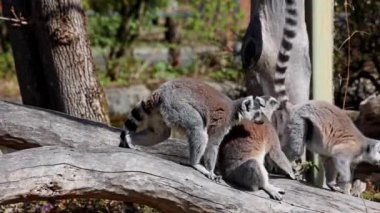 Halka kuyruklu lemur Lemur, Lemur catta uzun, siyah ve beyaz halkalı kuyruğundan dolayı büyük bir strepsirrhine primatı ve en tanınmış lemur türüdür.