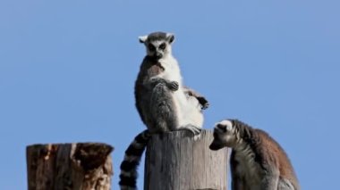 Halka kuyruklu lemur Lemur, Lemur catta uzun, siyah ve beyaz halkalı kuyruğundan dolayı büyük bir strepsirrhine primatı ve en tanınmış lemur türüdür.