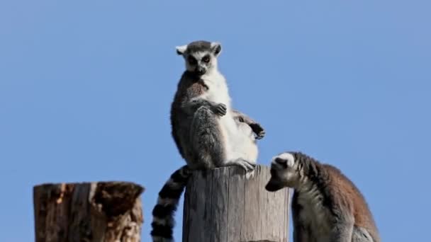 Lemur Catta Jest Dużym Naczelnym Strepsirhine Najbardziej Rozpoznawalnym Lemurem Względu — Wideo stockowe