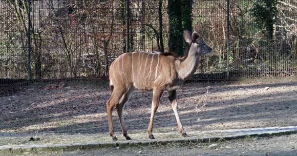 Grand Kudu Tragelaphus Strepsiceros Est Une Antilope Des Bois Que — Video