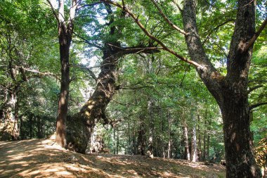 İtalya, Calabria 'daki Sila Platosu Ulusal Parkı' ndaki Giganti della Sila ormanının laik rezervlerinin dev çam ağaçları.