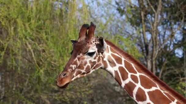 Giraffe Giraffa Camelopardalis Африканский Чешуйчатый Маммал Самое Высокое Животное Ныне — стоковое видео