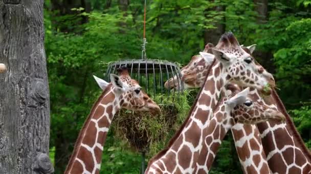 Girafa Girafa Camelopardalis Mamífero Africano Ungulado Animal Terrestre Vivo Mais — Vídeo de Stock