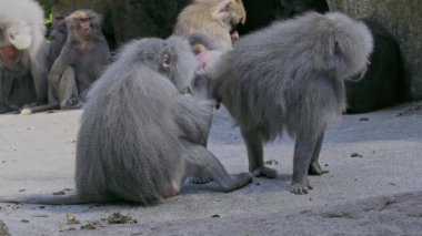 Hamadryas babunu, papio hamadryas, yan yana oturup birbirlerini tımar ediyorlar. Papio hamadryas bir babun türüdür.