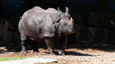 Hintli gergedan, gergedan unicornis de Büyük Tek Boynuzlu Gergedan ve Asyalı Tek Boynuzlu Gergedan olarak adlandırılır ve gergedan familyasına aittir..