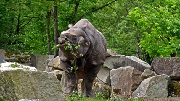Rinoceronte Indio Rhinoceros Unicornis También Llama Rinoceronte Cuerno Mayor Rinoceronte — Vídeos de Stock