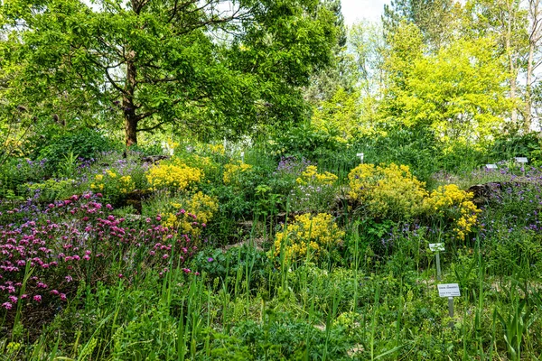 Łąka Kwiatami Roślinami Ogrodzie Ekologicznym Botanicznym Bayreuth Niemcy Jest Krzew — Zdjęcie stockowe